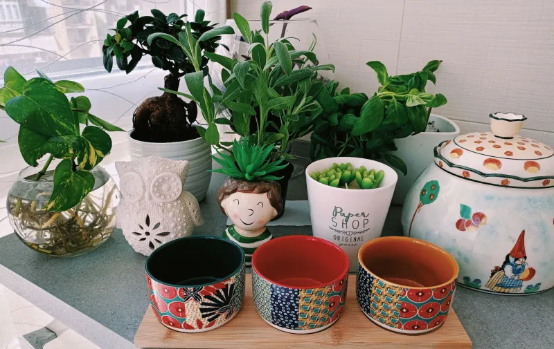 Fern Funeral: The Six-Month Lifecycle of Rich People's Plant Obsessions (And How to Inherit the Remains)